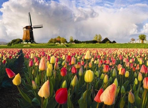 HOLLAND IN THE SPRINGTIME – DUTCH BULBFIELDS & AMSTERDAM